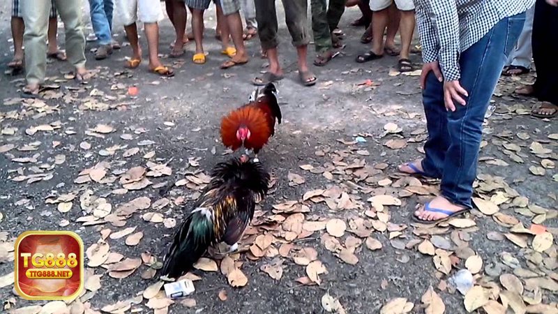 Đá gà tre - Cảm giác hồi hộp kéo dài đến phút chót
